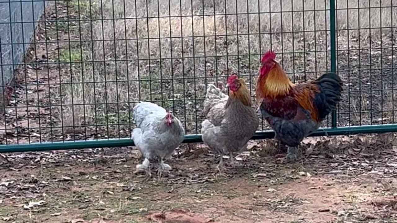 Can't get through the gate