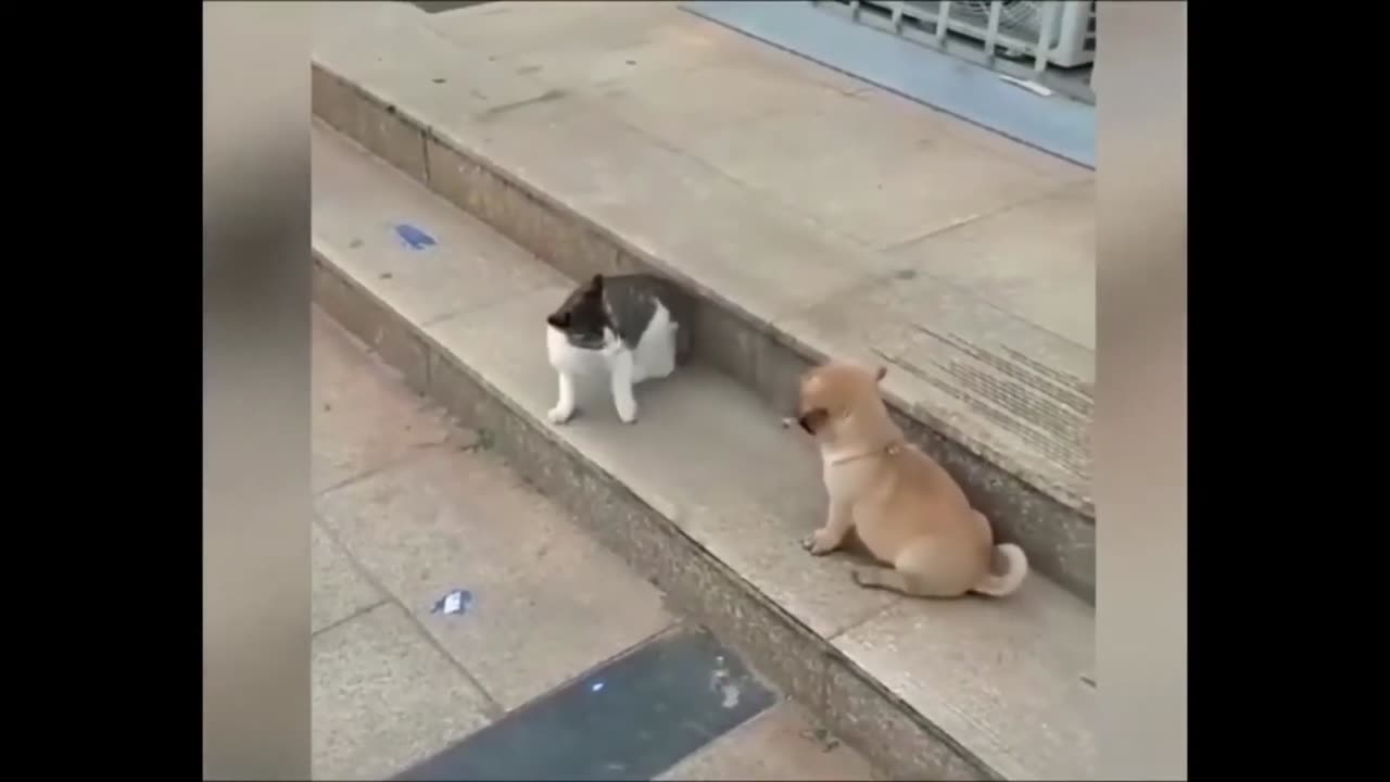 Cats Vs Dog funny time # shorts