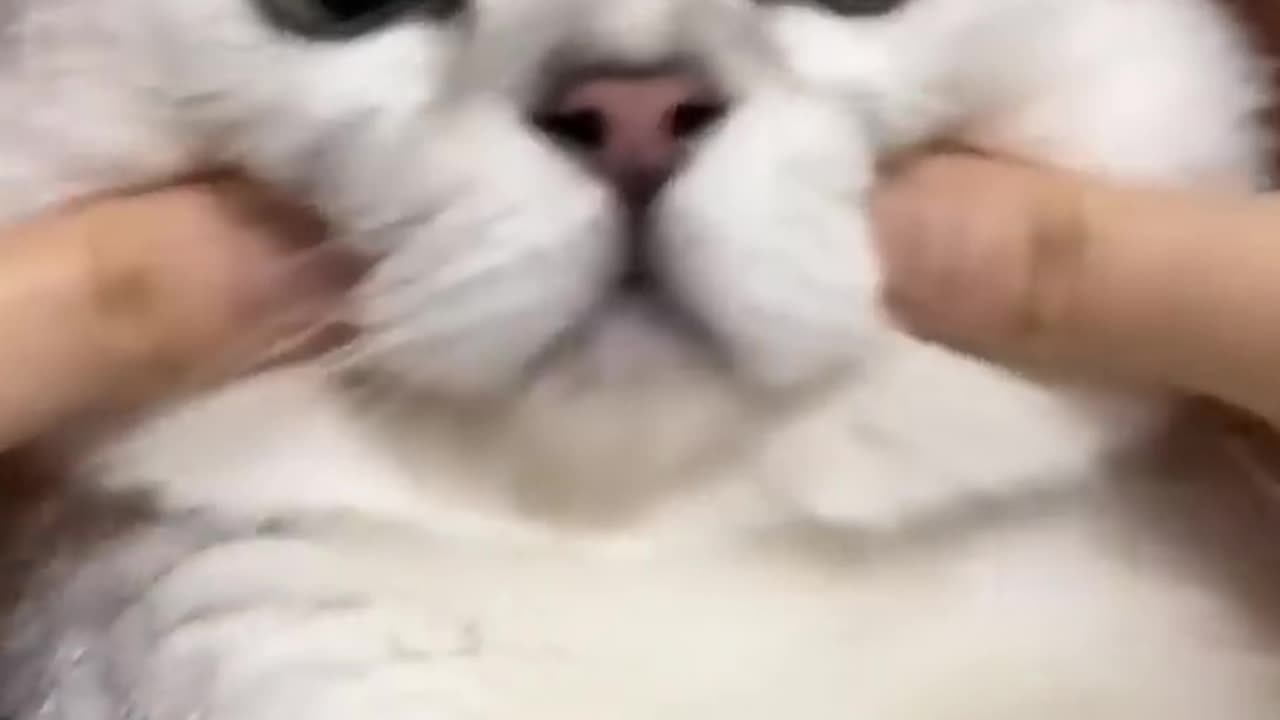 Cat is so funny