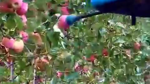 Apple Picking Process by Drone 😱😮