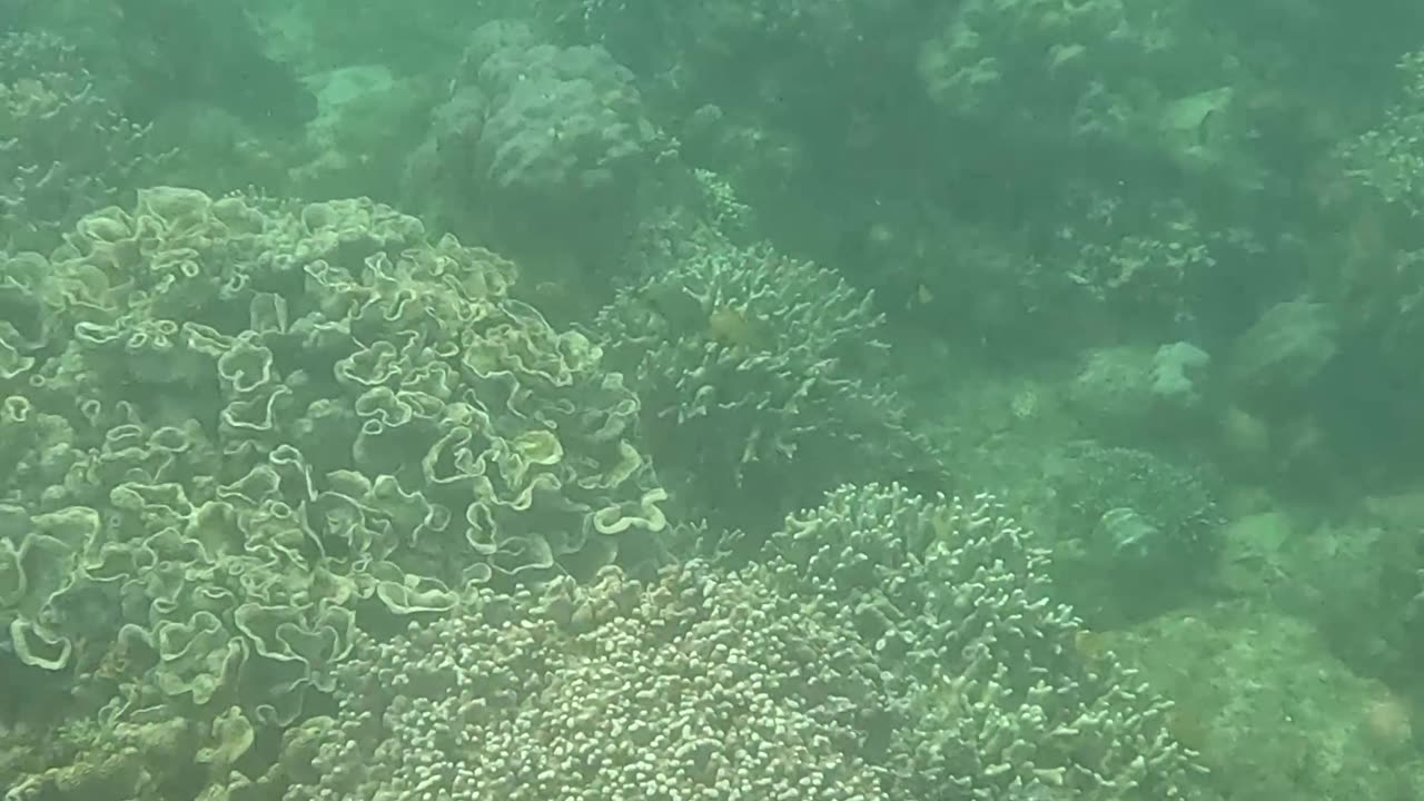 Morning Snorkeling Adventure: A Dive into Serenity