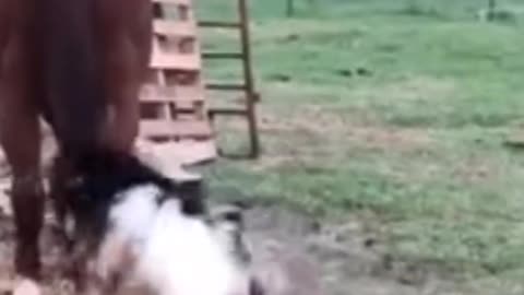 Funny Goat 🐐 Hit the Horse 🐎|Entertaining video|hilarious moment 🤣