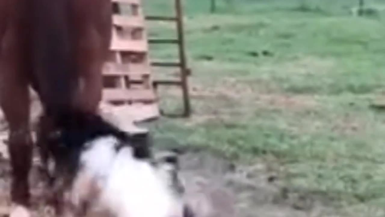 Funny Goat 🐐 Hit the Horse 🐎|Entertaining video|hilarious moment 🤣