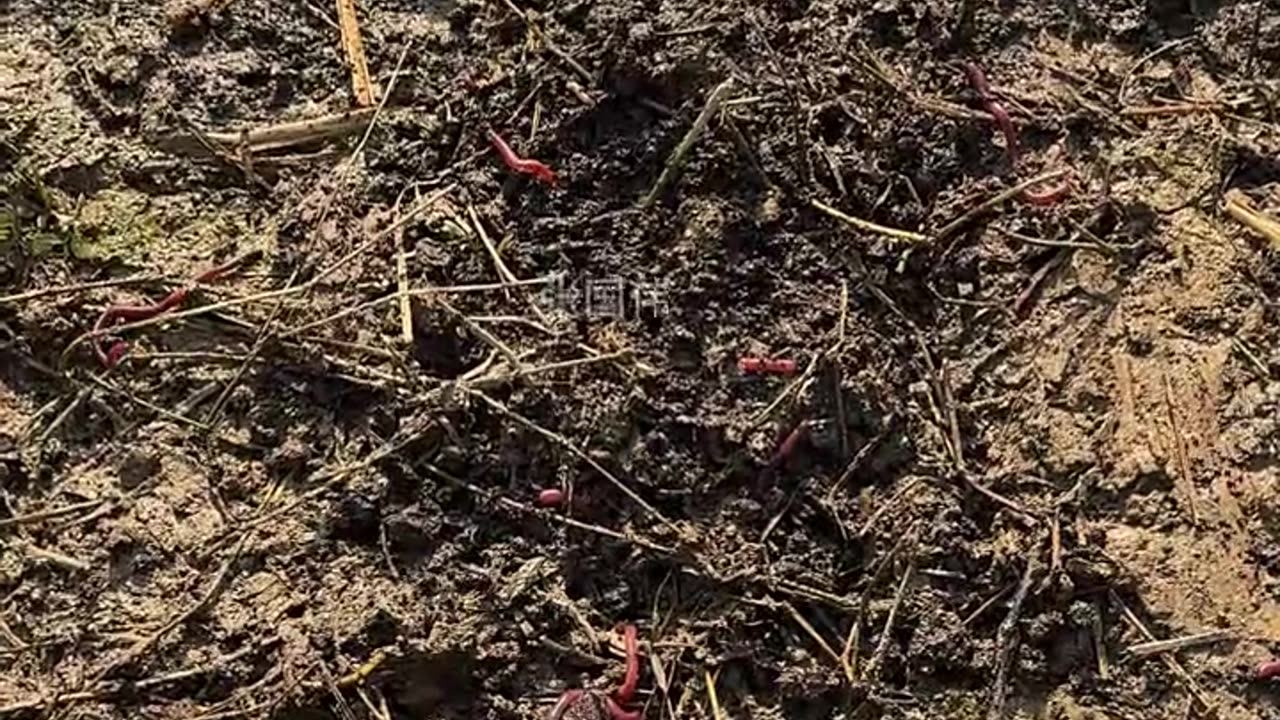 "Wooden Device Pulls Earthworm from Soil 🪱 | Amazing Technique!"