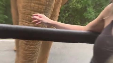 Close Encounter with an Elephant! 🐘 Safari Jeep Adventure in Sri Lanka 🚙🌿