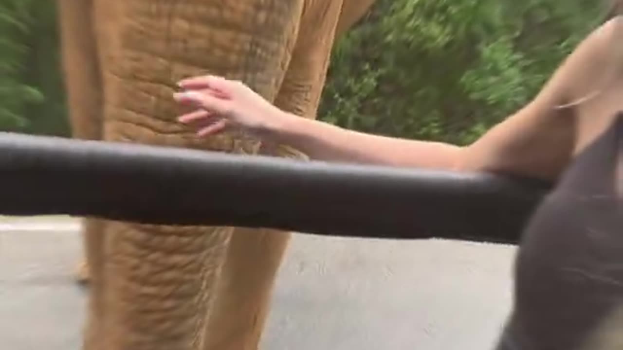 Close Encounter with an Elephant! 🐘 Safari Jeep Adventure in Sri Lanka 🚙🌿