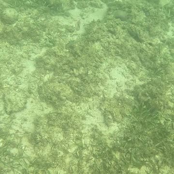 Sunrise Snorkeling: Exploring the Morning Magic Under the Sea!