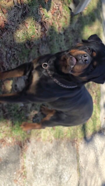 Doneyuno Rotties XXL Ri Moby D$@k
