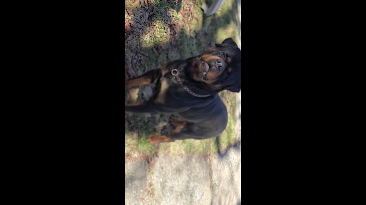 Doneyuno Rotties XXL Ri Moby D$@k