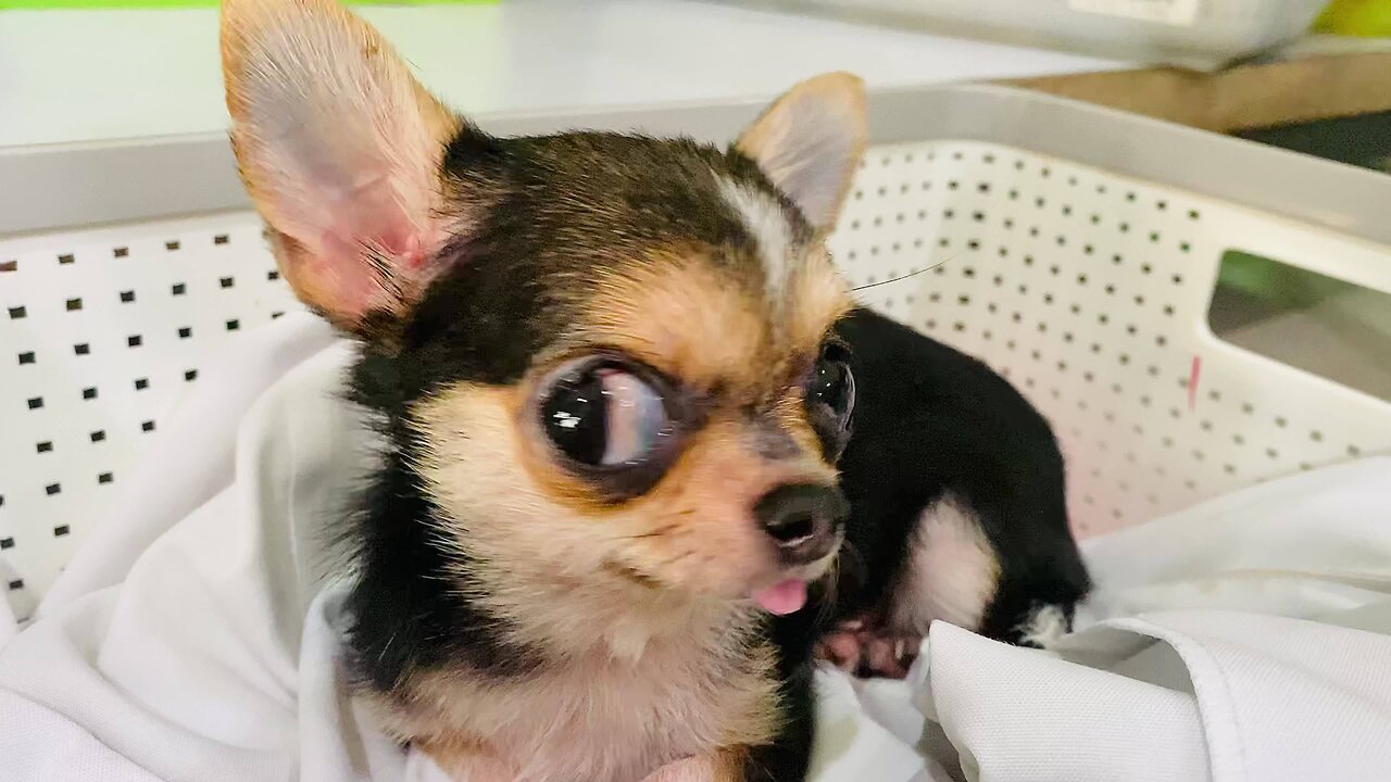 Funny Animal Videos-TRY NOT TO LAUGH
