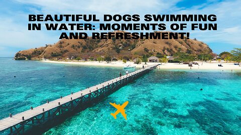 Beautiful Dogs Swimming in Water: Moments of Fun and Refreshment!