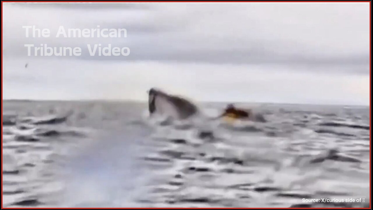 WATCH: Whale Swallows Man Whole While Rowing In Kayak