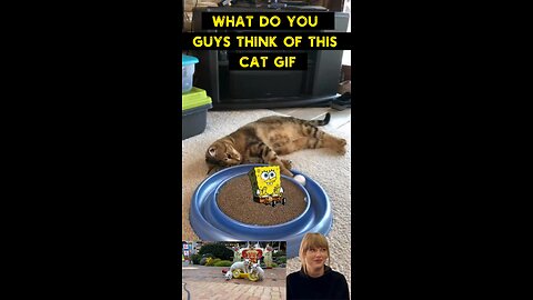 Cute Cat Gif