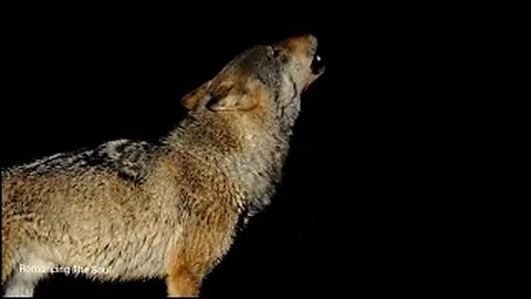 Incredible Footage Wolves Howling Compilation 🐺🎶