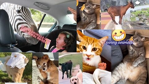 3cute animals funny video trending shorts 🥰 #funnycomedyshort #cuteanimalsfunnyvideosshorts #funny