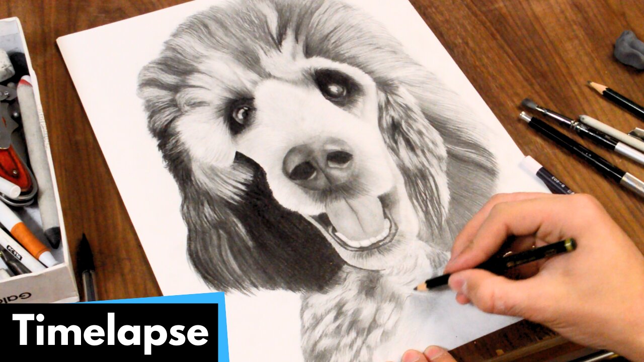 POODLE DOG DRAWING | TIMELAPSE