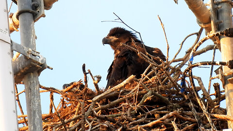 Eaglet Dreaming About Flying Music: Eagles Fly by Sammy Hagar