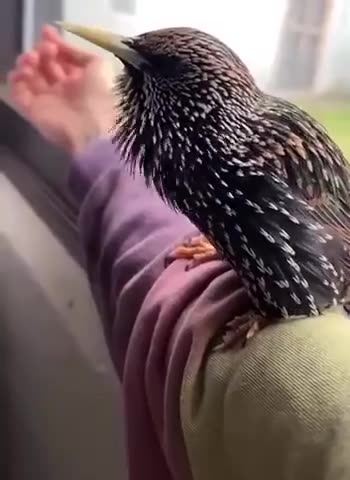 NORTHERN STARLING - AMAZING 😍