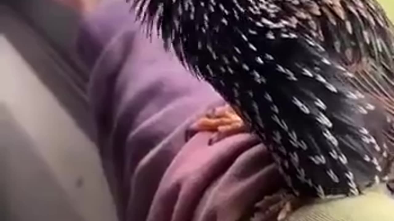 NORTHERN STARLING - AMAZING 😍