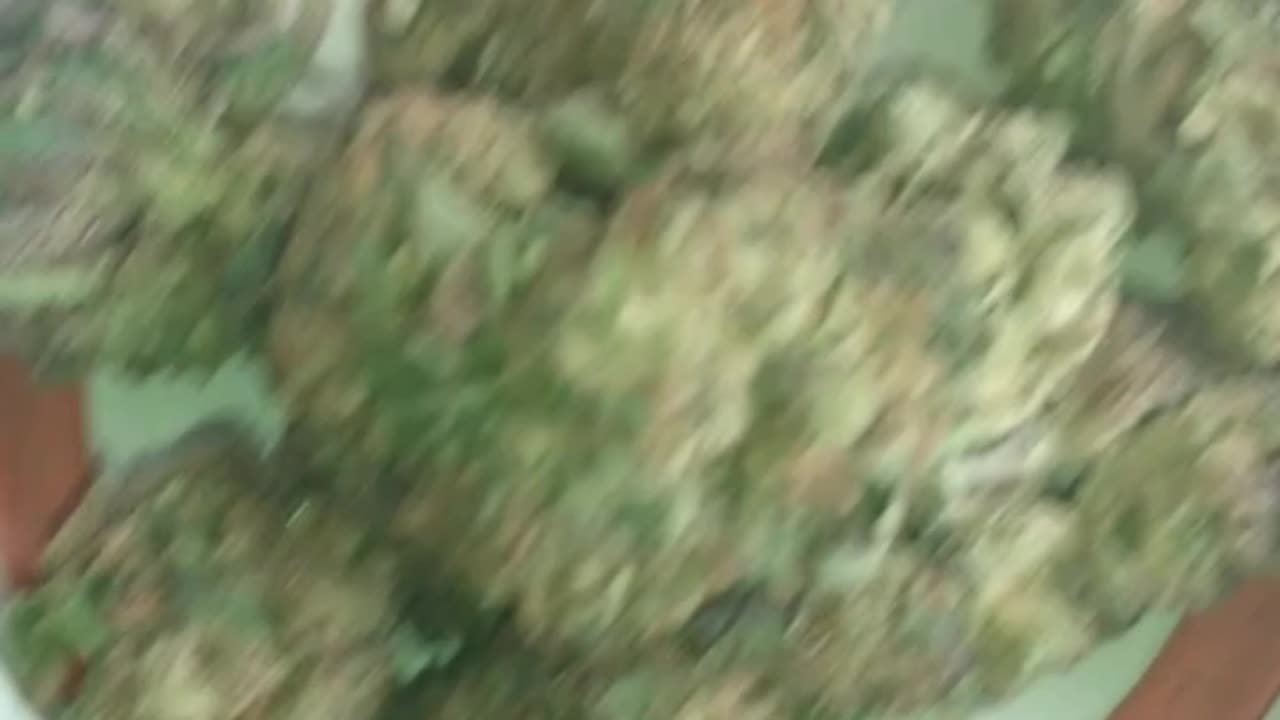 S11 Episode 7 Eye Of The Tiger Strain Review