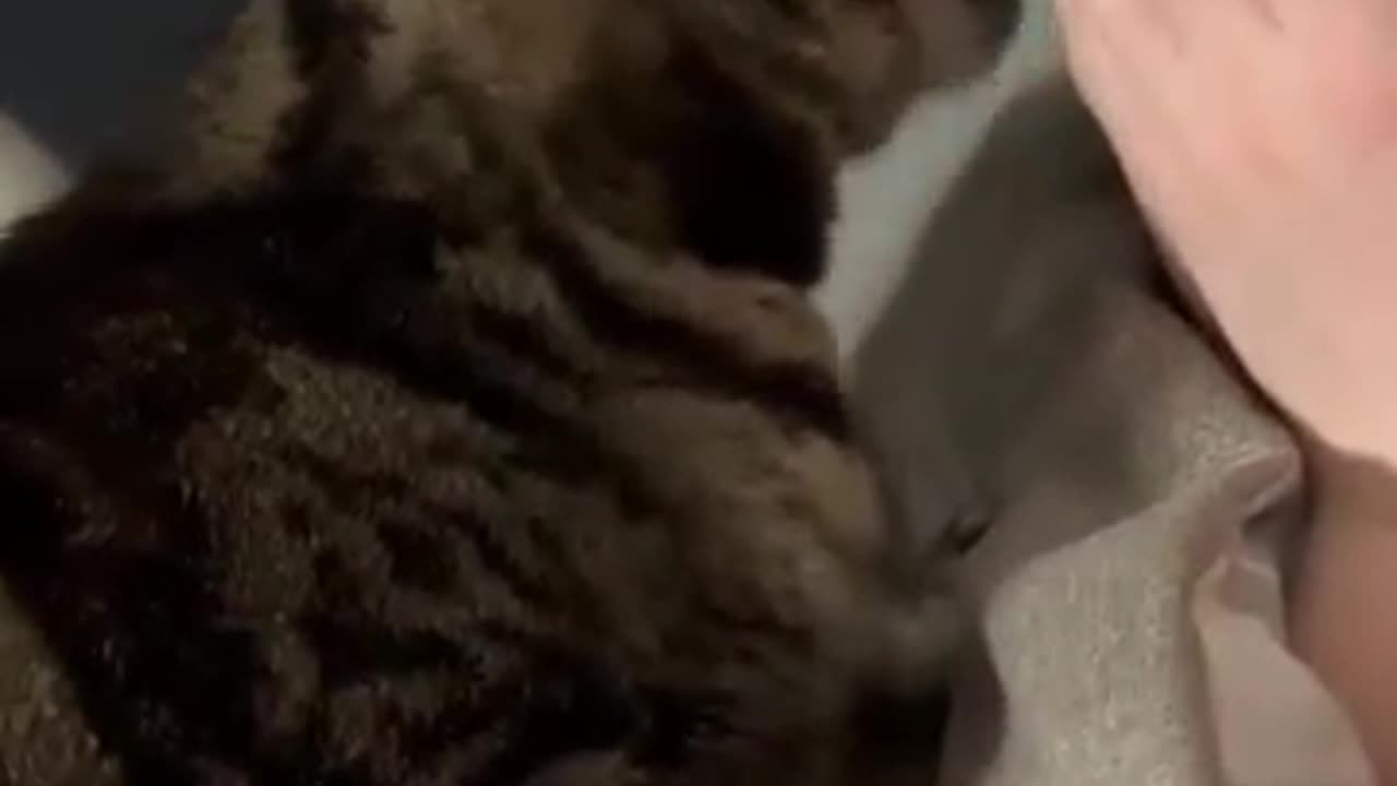 Crying In Front Of Cats 😆