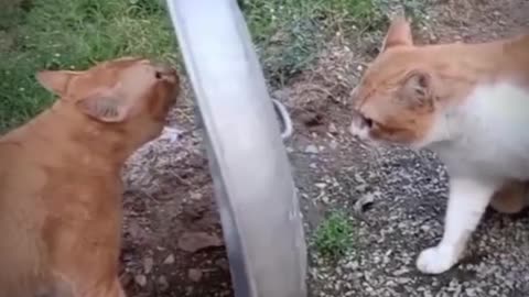 😂 😂 😂 #funny #animal #humor #cats #dogs #pets #rumble #viral #trending 055