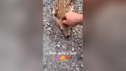 🐊⚡ Deer in Danger! Snapper's Quick Move 🦌💥 Saved