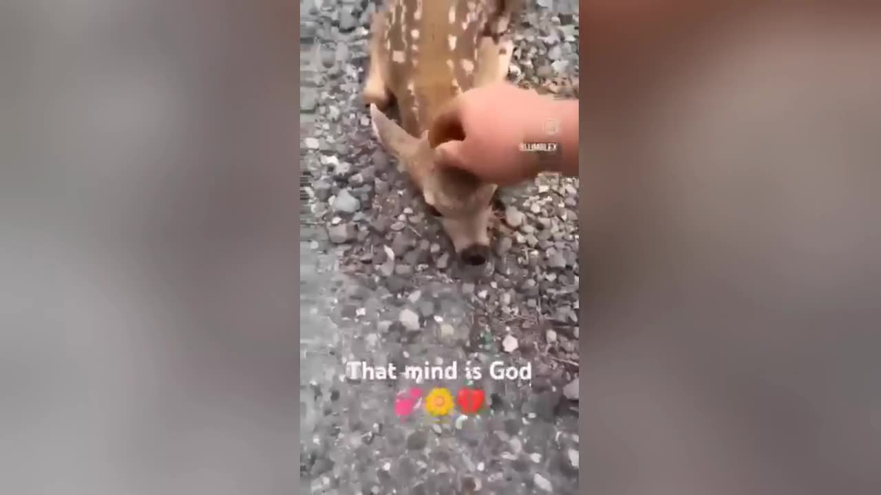 🐊⚡ Deer in Danger! Snapper's Quick Move 🦌💥 Saved