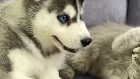Husky Puppy Meets Kitten for the First Time! Adorable Reaction Alert