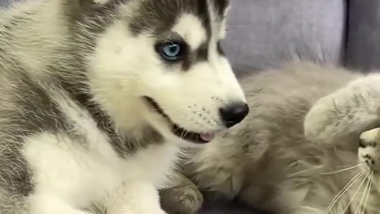 Husky Puppy Meets Kitten for the First Time! Adorable Reaction Alert