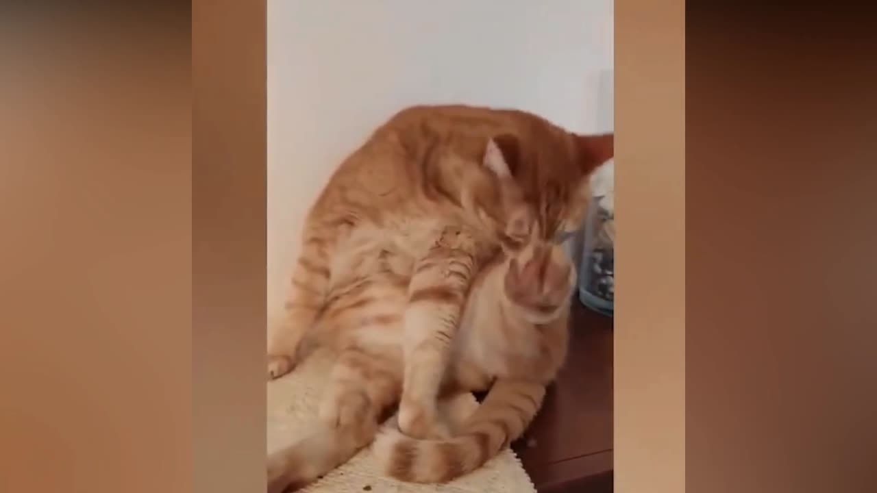 Compilation of the Cutest and Most Mischievous Cats!