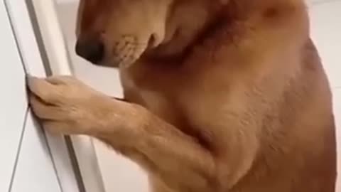 Funny DOG