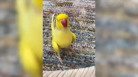 funny Animals 😂 animal funny video 😁 Animals comedy video