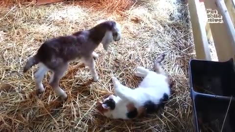 These hollerin' animals thought they'd find a nice pasture to graze on