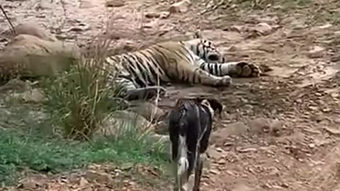 Tiger killed Dog