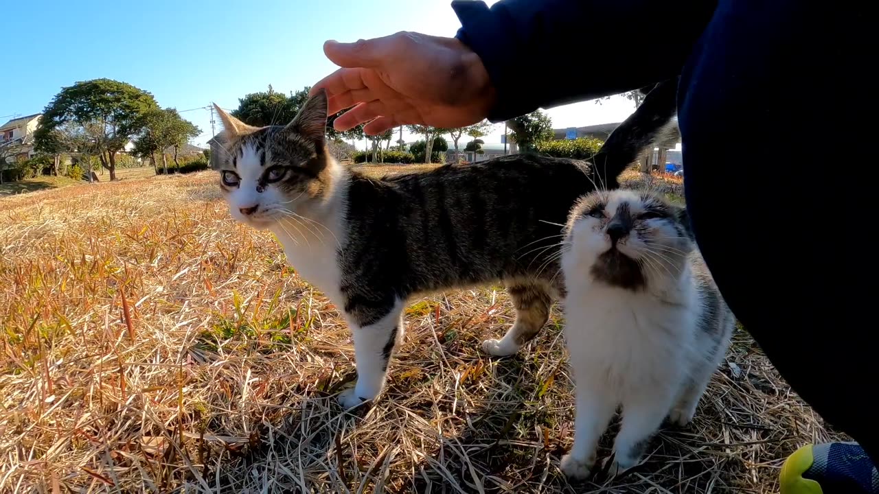 The cats in the park gathered