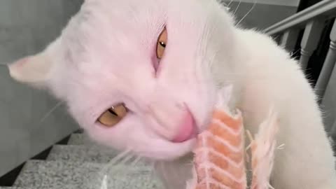 This cat love dry fish so much