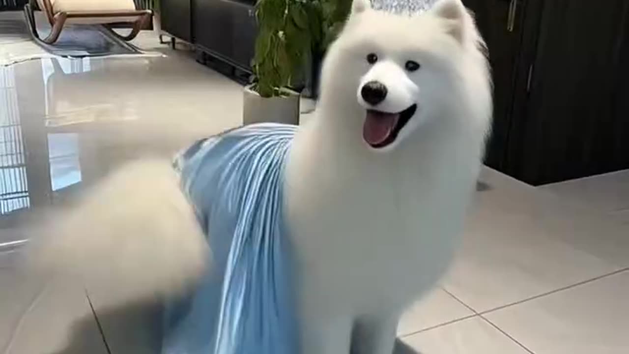 "The seductive dance moves, the beautiful Samoyed, dancing with great precision."