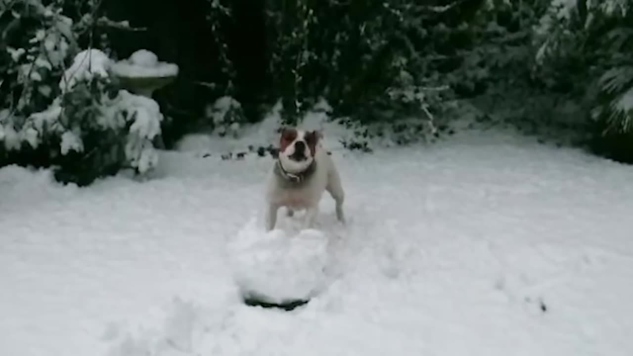 Funny Animals React to Crazy Weather