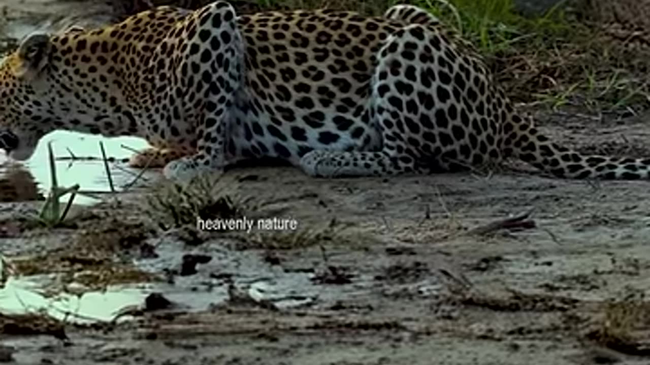 A crocodile trying to catch its prey _shorts _wildlife _youtubeshorts
