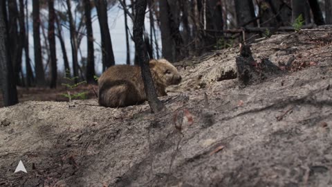 After The Fires: Wombat Rescue