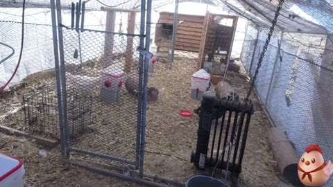 Chicken Live Stream