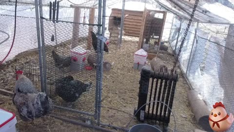 Chicken Live Stream