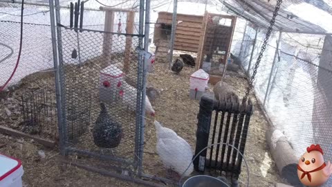 Chicken Live Stream