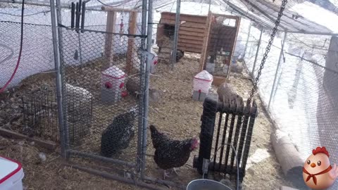 Chicken Live Stream