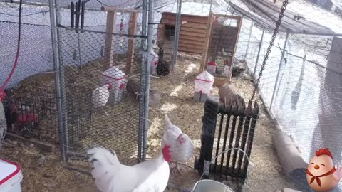 Chicken Live Stream