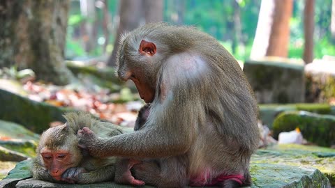 Wrong Care For Newborn Baby Monkey Of Mom Libby