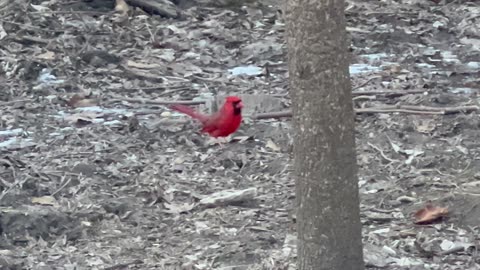 Awesome spot to watch Cardinal birds