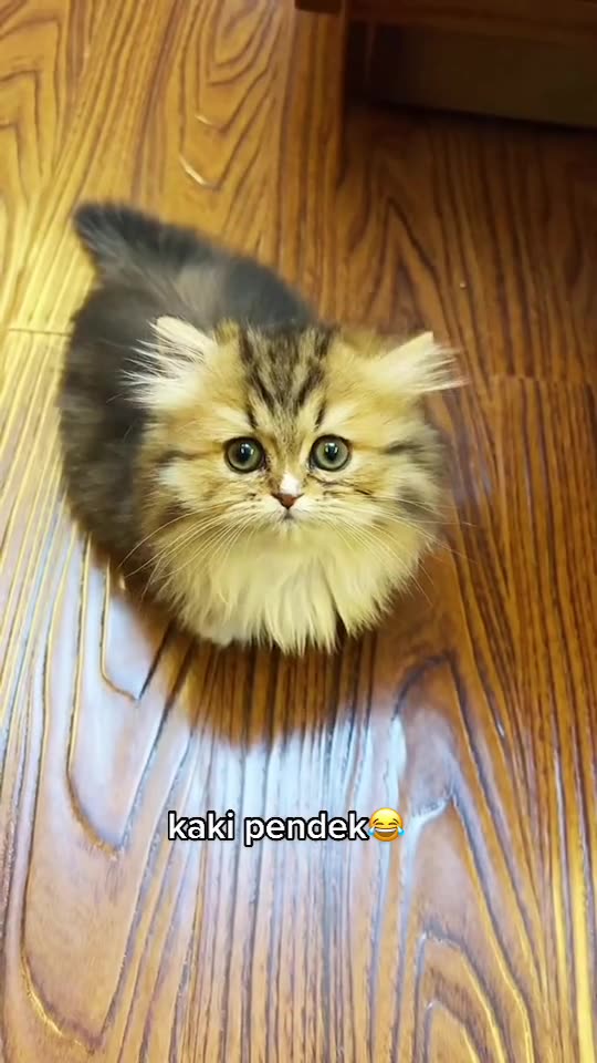 Funny Cat Video 64 - my cute short-legged cat