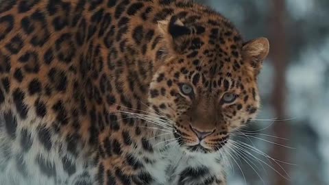 Snow Amur Leopard 🐆